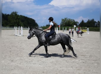 Kuc Connemara, Ogier, 5 lat, 145 cm, Siwa