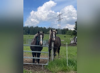 Black Forest-häst, Hingst, 1 år, 150 cm, Fux