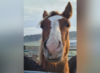 Black Forest-häst, Hingst, 1 år, fux
