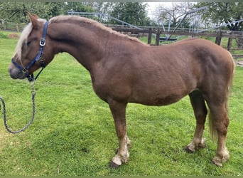 Black Forest-häst, Hingst, 2 år, 152 cm, Ljusbrun