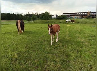 Black Forest-häst, Hingst, Föl (04/2024), 155 cm, Fux