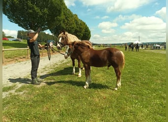 Black Forest-häst, Hingst, Föl (04/2024), 155 cm, Fux