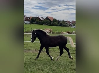 Black Forest-häst, Hingst, Föl (05/2023), 155 cm, Fux