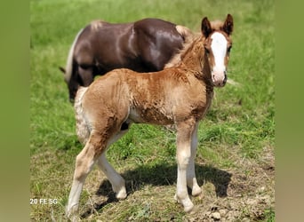 Black Forest-häst, Hingst, Föl (04/2024), 155 cm, Fux