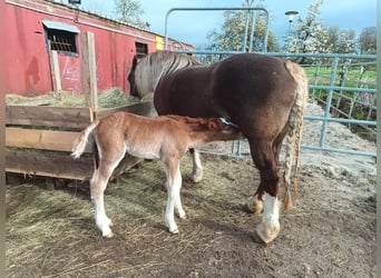 Black Forest-häst, Hingst, Föl (04/2024), 156 cm