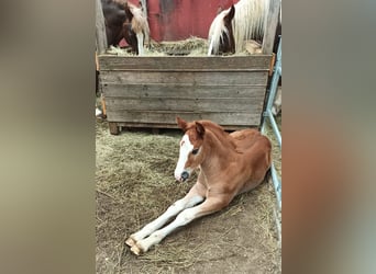 Black Forest-häst, Hingst, Föl (04/2024), 156 cm