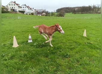 Black Forest-häst, Hingst, Föl (04/2024), 156 cm