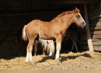 Black Forest-häst, Hingst, Föl (05/2024), 160 cm, Fux