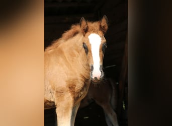 Black Forest-häst, Hingst, Föl (05/2024), 160 cm, Fux