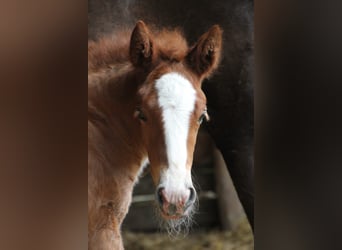 Black Forest-häst, Hingst, Föl (05/2024), 160 cm, Fux