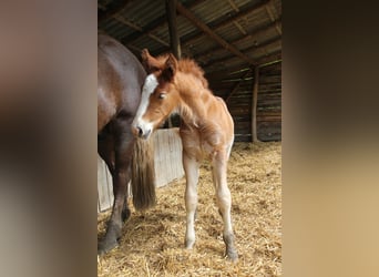 Black Forest-häst, Hingst, Föl (05/2024), 160 cm, Fux