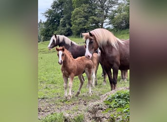 Black Forest-häst, Hingst, Föl (05/2024), 160 cm, Fux