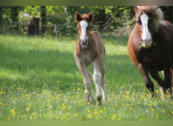 Black Forest-häst, Hingst, Föl (05/2024), 160 cm, Fux