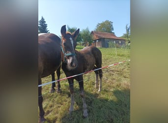 Black Forest-häst, Hingst, Föl (05/2024), Fux