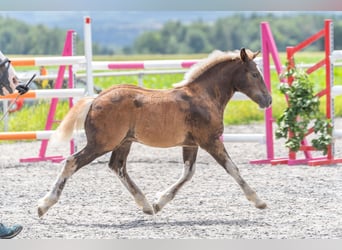 Black Forest-häst, Hingst, Föl (04/2024), Fux