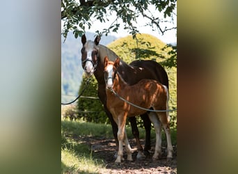 Black Forest-häst, Hingst, Föl (04/2024), fux