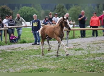 Black Forest-häst, Hingst, Föl (05/2024), fux