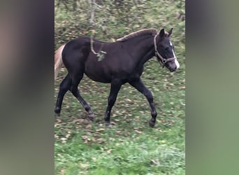 Black Forest-häst, Hingst, Föl (06/2024), Fux