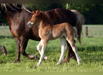 Black Forest-häst, Hingst, Föl (04/2024), Fux