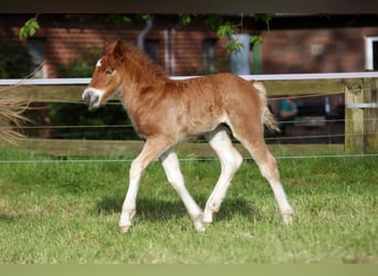 Black Forest-häst, Hingst, Föl (04/2024), Fux