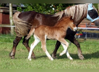 Black Forest-häst, Hingst, Föl (04/2024), Fux