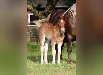 Black Forest-häst, Hingst, Föl (04/2024), Fux