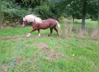Black Forest-häst, Sto, 16 år, 146 cm, Fux