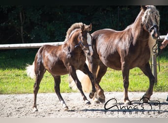 Black Forest-häst, Sto, 1 år, 154 cm, fux
