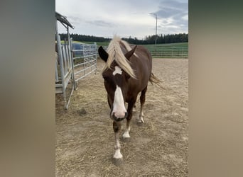 Black Forest-häst, Sto, 2 år, 146 cm, fux