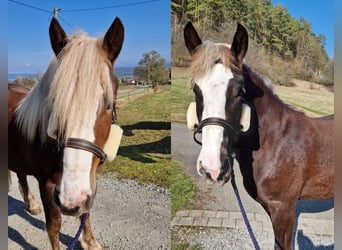 Black Forest-häst, Sto, 2 år, fux