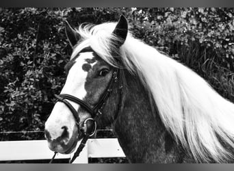 Black Forest-häst, Sto, 4 år, 158 cm, Fux