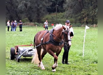 Black Forest-häst, Sto, 6 år, 154 cm, Fux