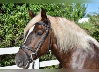 Black Forest-häst, Sto, 7 år, 155 cm, Fux