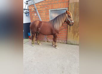 Black Forest-häst Blandning, Valack, 12 år, fux