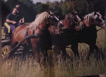 Black Forest-häst, Valack, 14 år, 155 cm, Fux