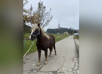 Black Forest-häst, Valack, 1 år