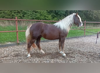 Black Forest-häst, Valack, 2 år, 152 cm, Fux