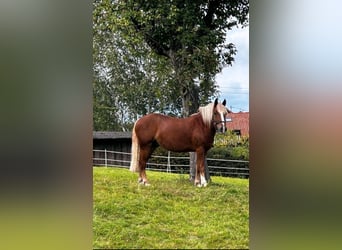 Black Forest-häst, Valack, 3 år, 149 cm, fux