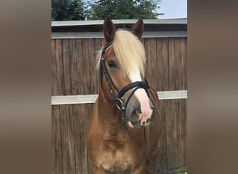 Black Forest-häst, Valack, 4 år, 148 cm, fux