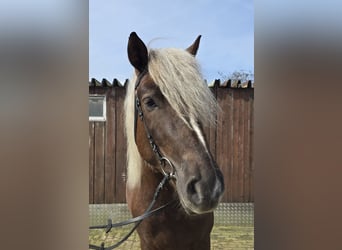 Black Forest-häst, Valack, 5 år, 157 cm, Mörkbrun