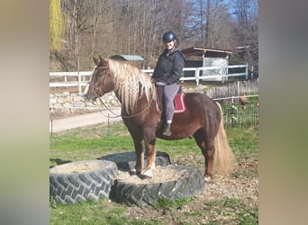 Black Forest-häst, Valack, 6 år, 152 cm, Fux