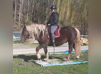 Black Forest-häst, Valack, 6 år, 152 cm, Fux