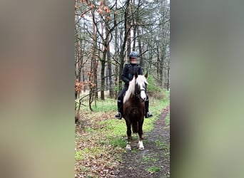 Black Forest-häst, Valack, 8 år, 153 cm, Fux