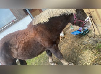 Black Forest Horse, Gelding, 10 years, 15,1 hh, Chestnut