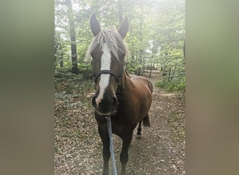 Black Forest Horse, Gelding, 10 years, 15.2 hh, Chestnut