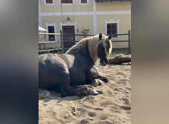 Black Forest Horse, Gelding, 10 years, 15,2 hh, Chestnut