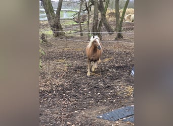 Black Forest Horse, Gelding, 10 years, 15,2 hh