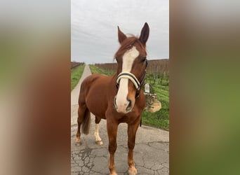 Black Forest Horse, Gelding, 10 years, 16,2 hh, Chestnut-Red