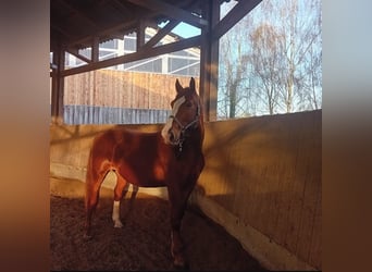 Black Forest Horse, Gelding, 10 years, 16,2 hh, Chestnut-Red