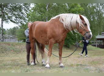 Black Forest Horse, Gelding, 11 years, 15.1 hh, Chestnut